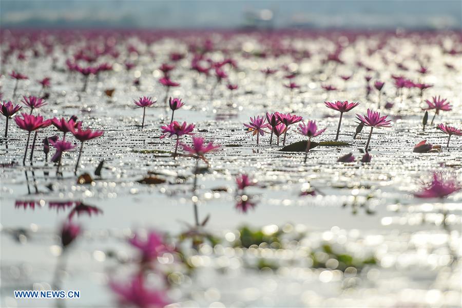 THAILAND-UDON THANI-WATER LILIES-BLOSSOM