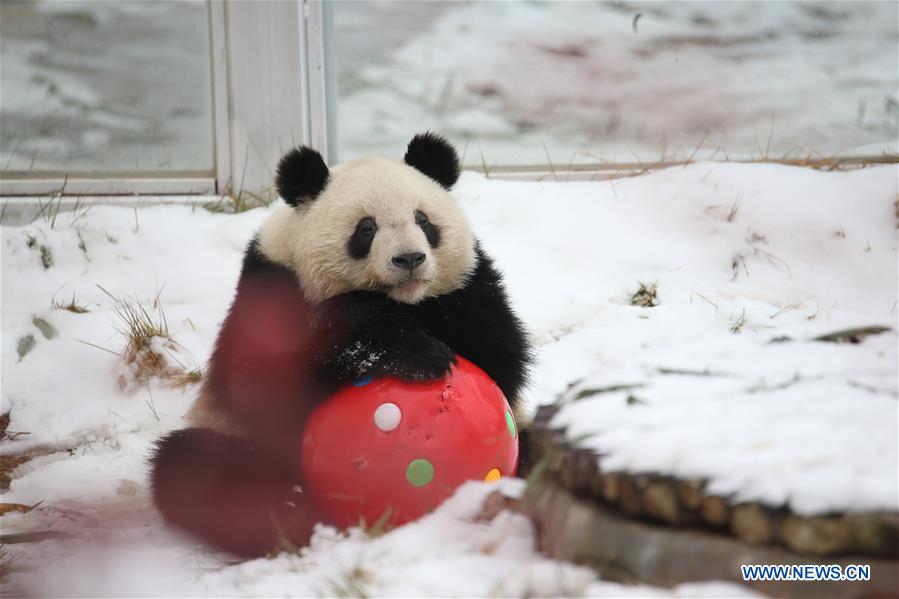 CHINA-SHAANXI-WINTER-GIANT PANDA