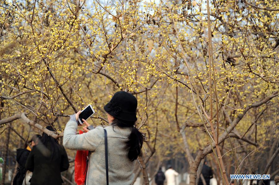 CHINA-XI'AN-WINTERSWEET FLOWER (CN)