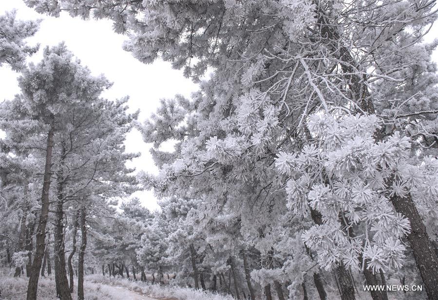 #CHINA-SHANXI-FROST SCENERY (CN)