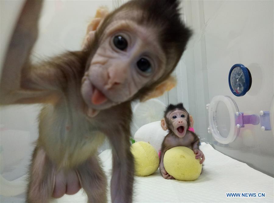 CHINA-BEIJING-CLONED MACAQUES-SUCCESS (CN)