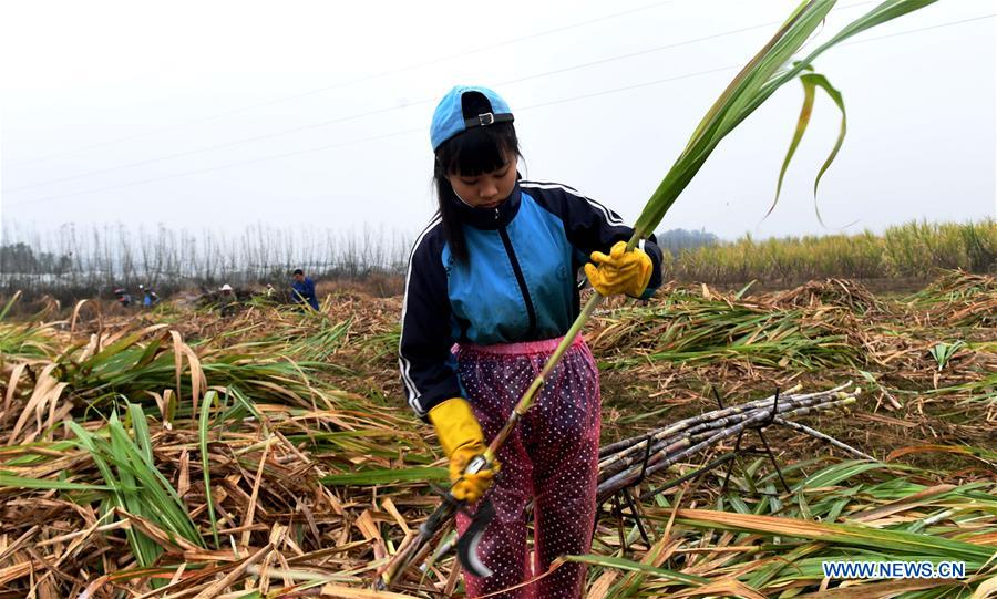 CHINA-GUANGXI-RONGSHUI-SUGARCANE HARVESTING (CN)