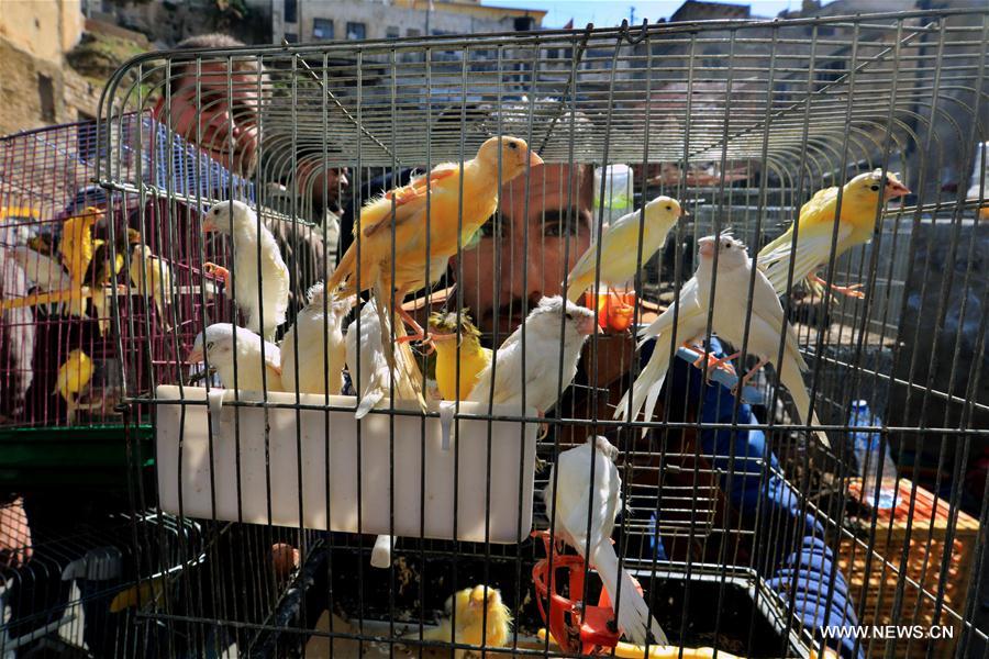 JORDAN-AMMAN-WEEKEND-BIRD-MARKET