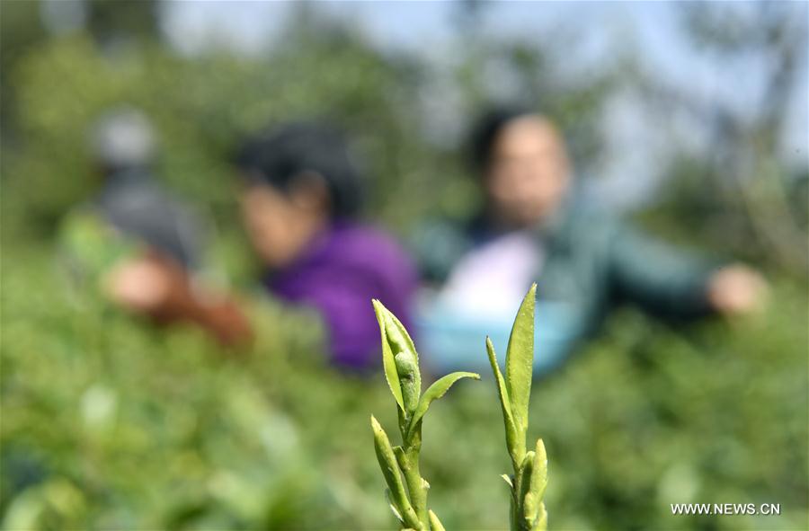 #CHINA-SPRING-TEA(CN)