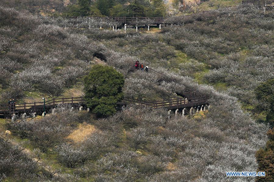 CHINA-ZHEJIANG-PLUM BLOSSOM(CN) 