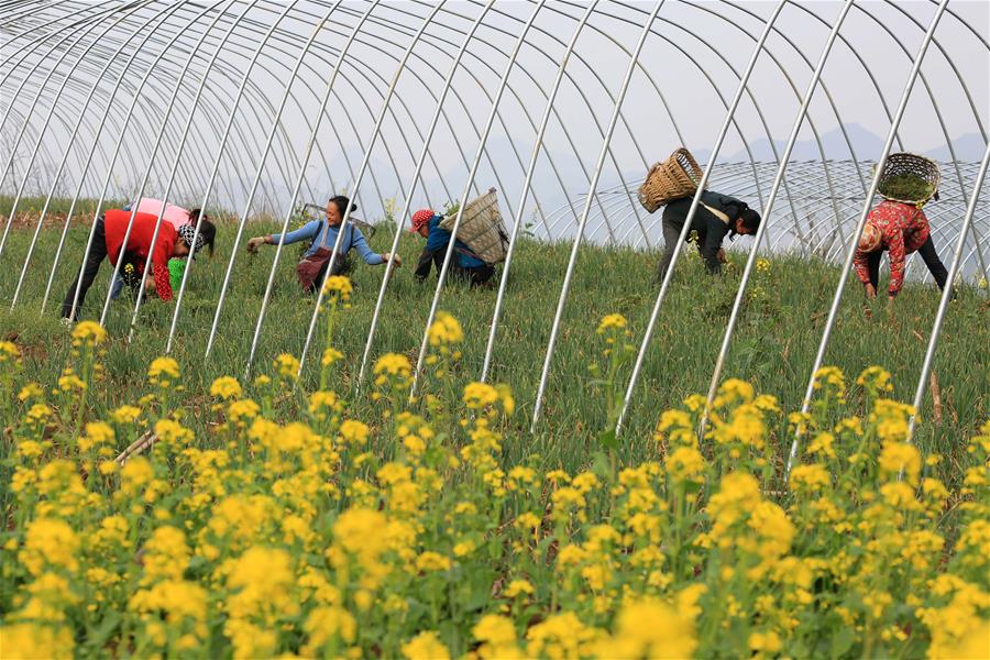 #CHINA-GUIZHOU-FARM WORK (CN)