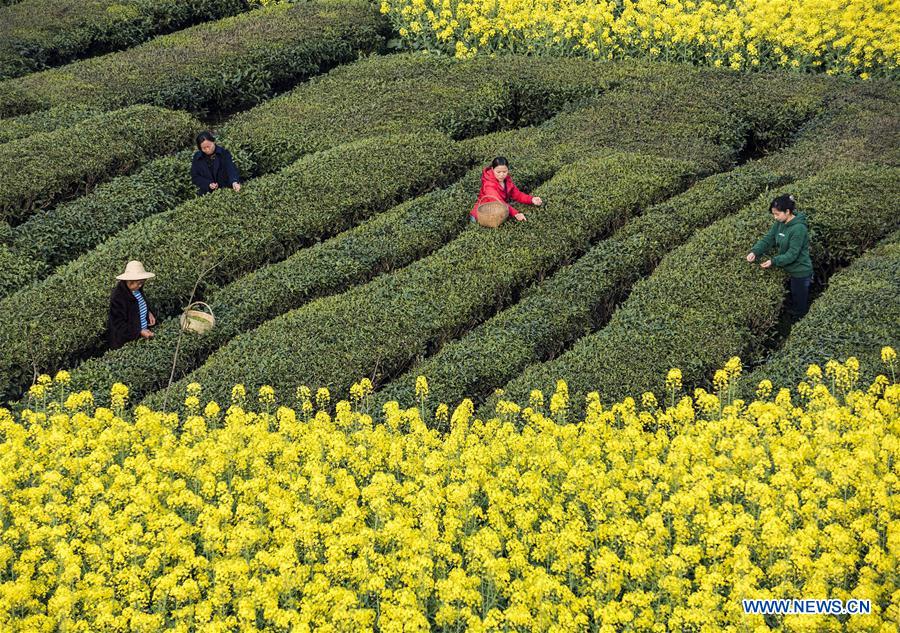 #CHINA-SPRING-TEA HARVEST (CN)