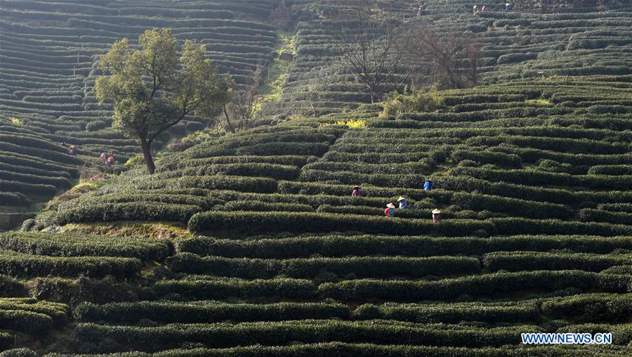 CHINA-HANGZHOU-TEA-PICKING (CN)