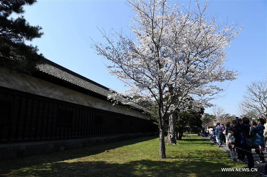 JAPAN-TOKYO-BLOSSOMS-LIFESTYLE