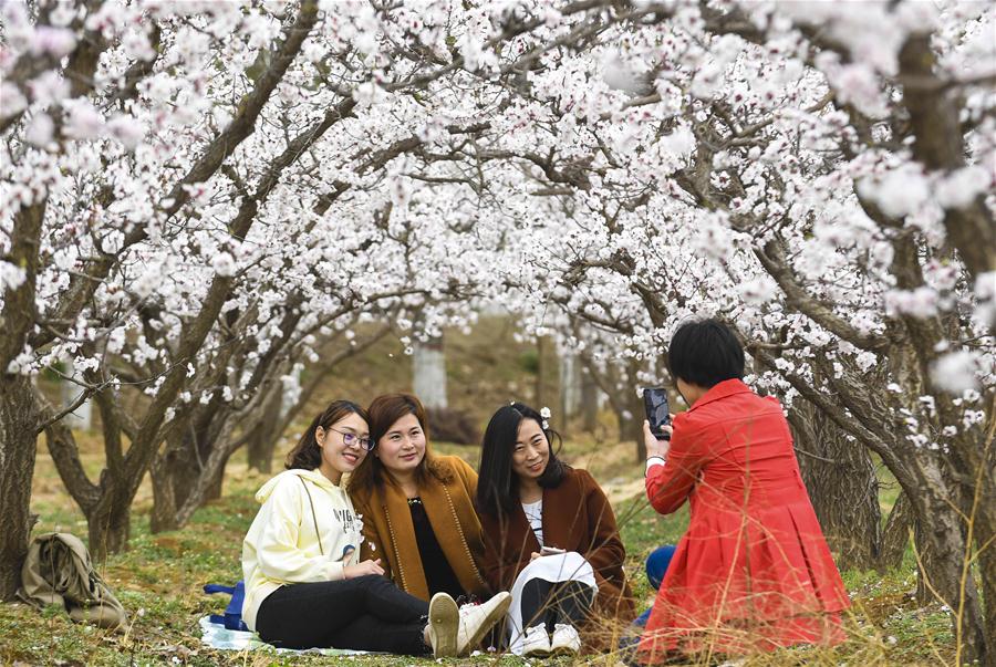 CHINA-HEBEI-RAOYANG-APRICOT BLOSSOM CN)