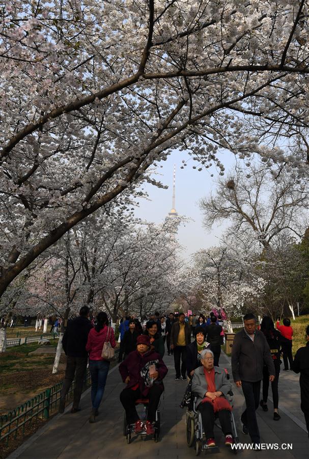 CHINA-BEIJING-CHERRY BLOSSOMS (CN)