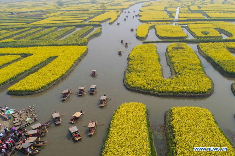 #CHINA-JIANGSU-COLE FLOWER-SCENERY-TOURISM (CN)