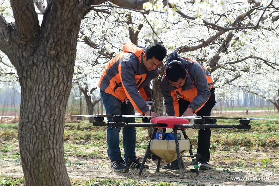 #CHINA-HEBEI-DRONE-POLLINATION (CN)