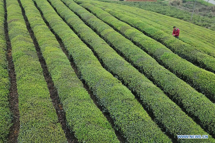 CHINA-MEITAN-TEA GARDEN(CN)