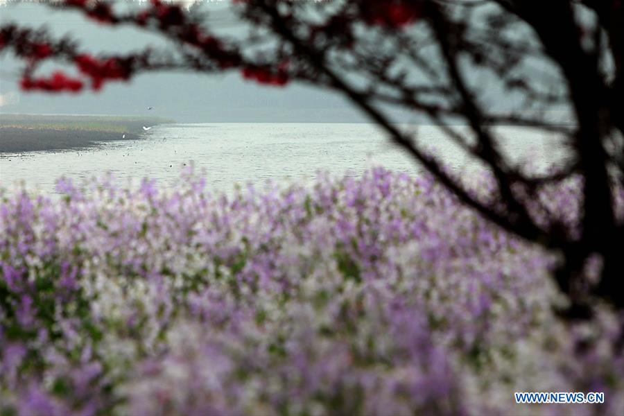 #CHINA-SPRING SCENERY-FLOWERS (CN)