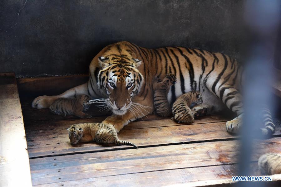 #CHINA-HEILONGJIANG-SIBERIAN TIGER-QUINTUPLETS (CN)