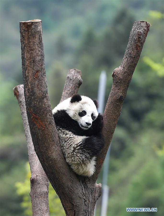 CHINA-SICHUAN-PANDA CENTER-CONSERVATION-RESTORATION (CN)