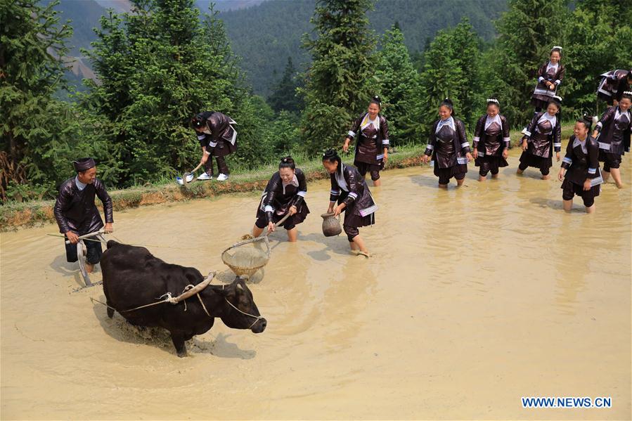 #CHINA-GUIZHOU-PLOUGHING FESTIVAL (CN)