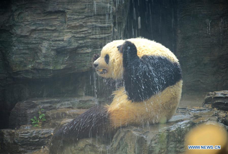 #CHINA-BEIJING-GIANT PANDA (CN)