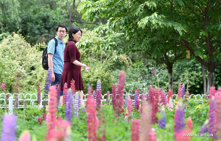 CHINA-BEIJING-LUPIN-BLOSSOM (CN)