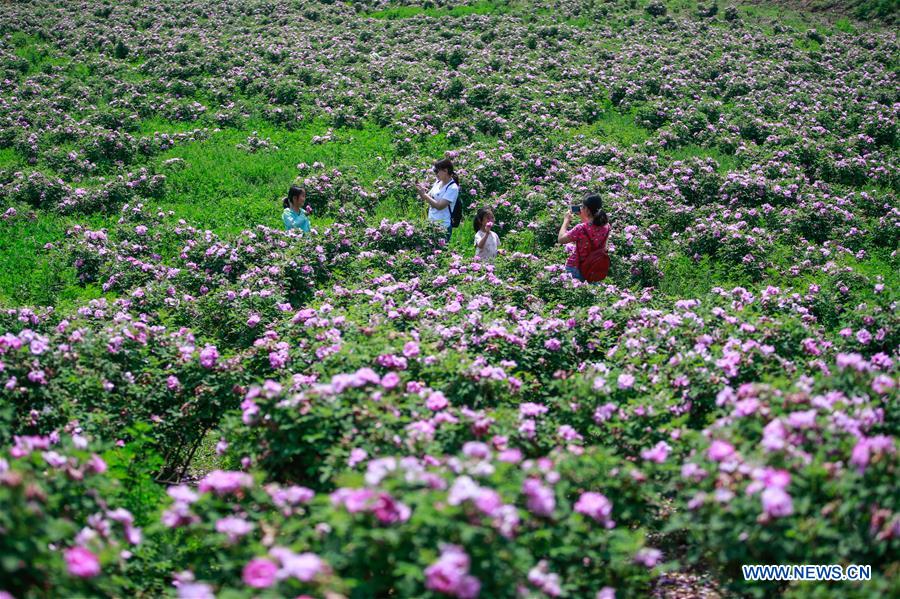 CHINA-SHANDONG-ZIBO-ROSE INDUSTRY (CN)