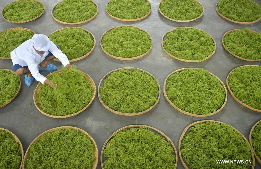 #CHINA-HUBEI-VINE TEA (CN)