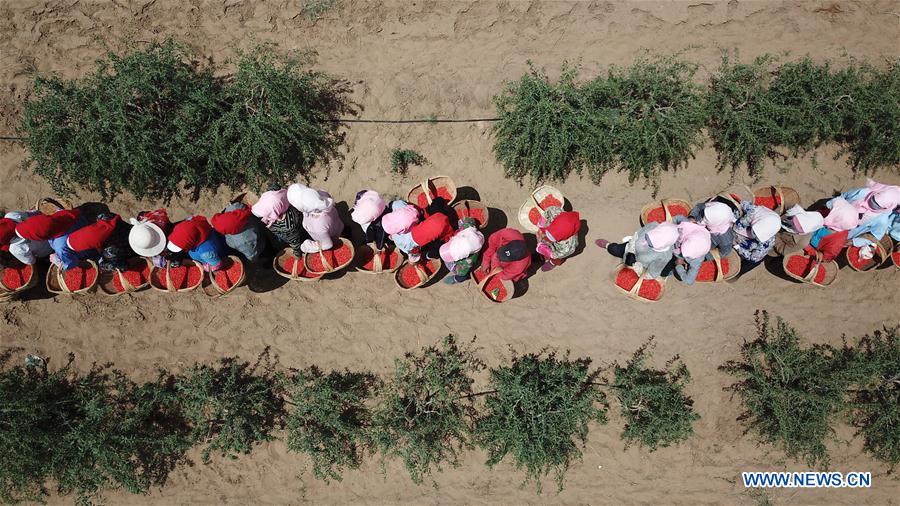 CHINA-NINGXIA-GOJI BERRY-HARVEST (CN)