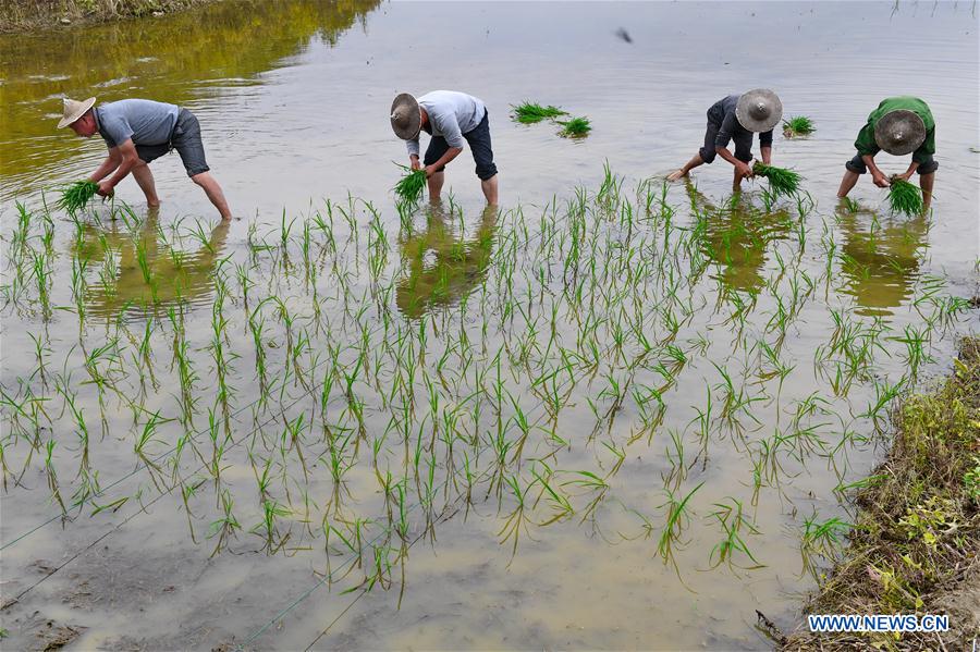 CHINA-FUJIAN-PUCHENG-AGRICULTURE-RICE (CN)