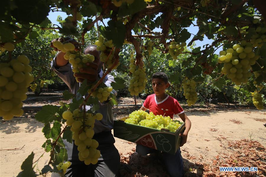 MIDEAST-GAZA-GRAPES-HARVEST