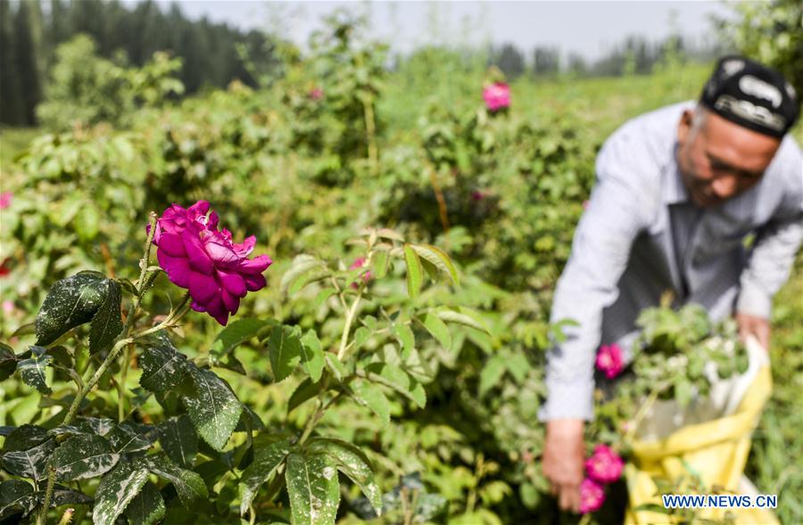 CHINA-XINJIANG-HOTAN-ROSE INDUSTRY (CN)