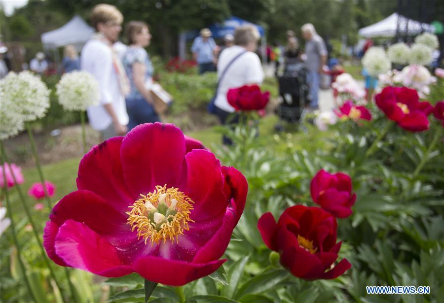 CANADA-OSHAWA-PEONY FESTIVAL