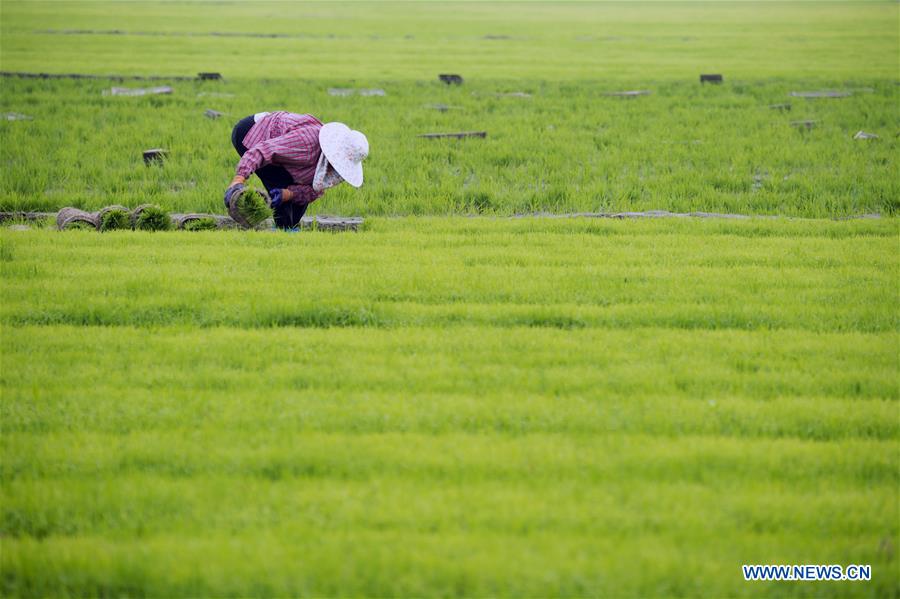 #CHINA-JIANGSU-NANTONG-AGRICULTURE-RICE (CN)