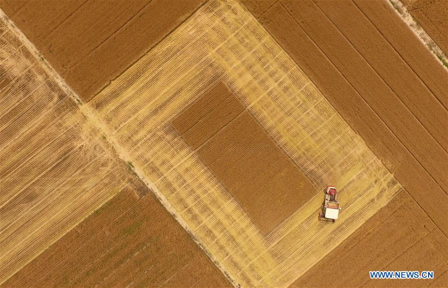 #CHINA-AGRICULTURE-WHEAT HARVEST (CN)