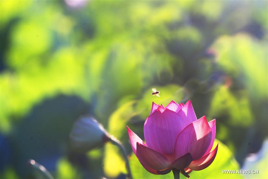 #CHINA-SUMMER-LOTUS FLOWERS (CN)