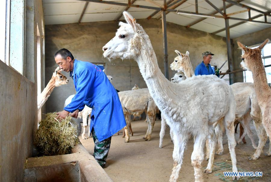 CHINA-SHANXI-YANGQU-ALPACA BREEDING-POVERTY ALLEVIATION (CN)