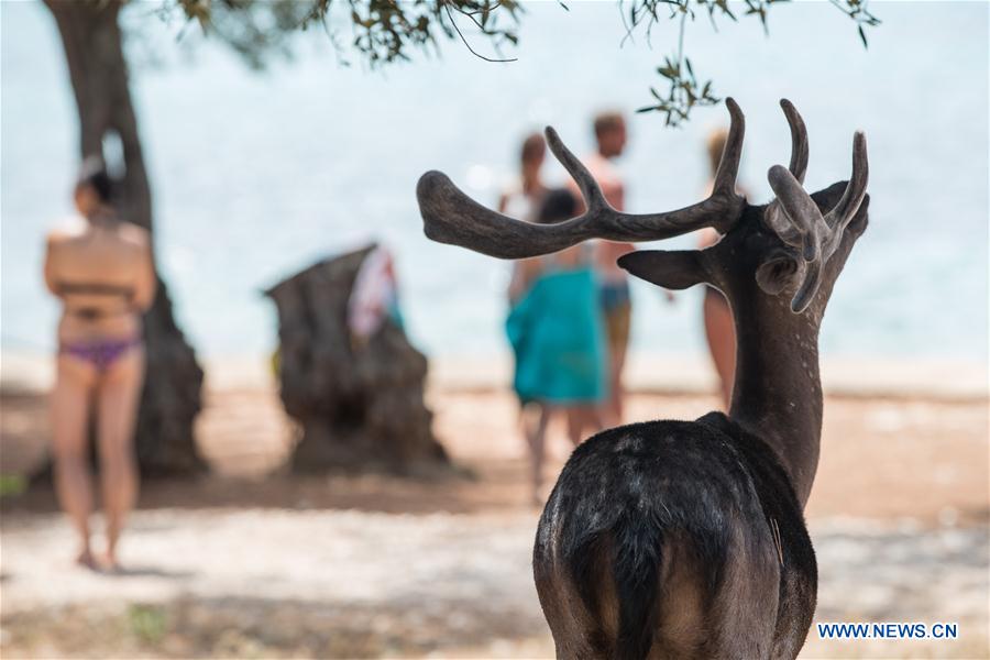 CROATIA-ISLAND BADIJA-FALLOW DEER