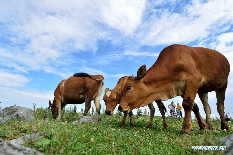 #CHINA-HUBEI-GRASSLAND (CN)