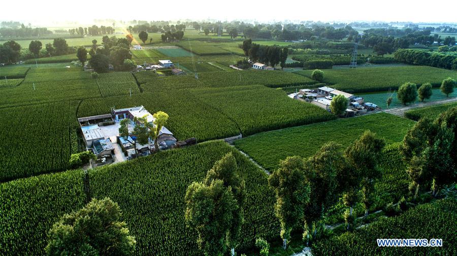 CHINA-SHAANXI-YULIN-MAOWUSU DESERT-FORESTATION (CN)