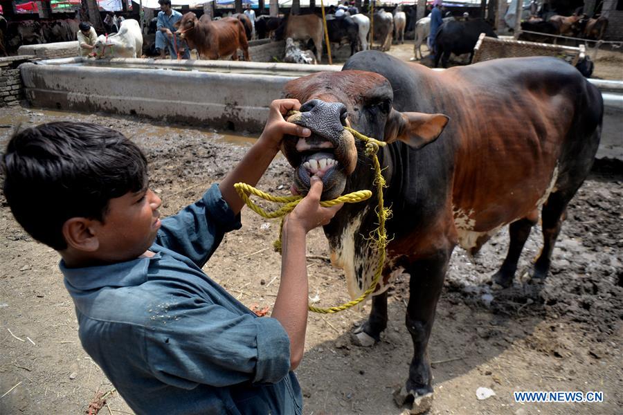 PAKISTAN-PESHAWAR-EID AL-ADHA-MARKET