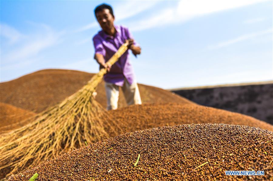 CHINA-HEBEI-ZAOQIANG-AGRICULTURE (CN)