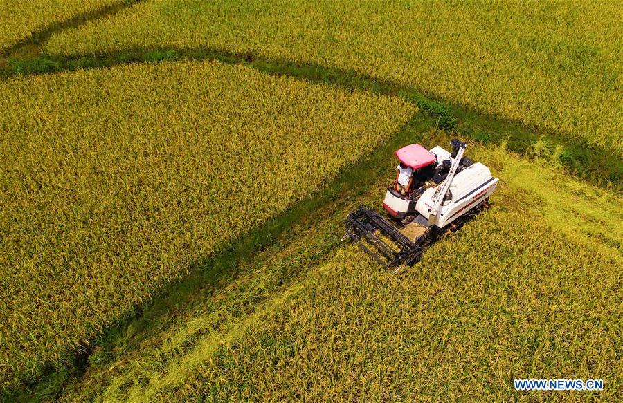 #CHINA-GUIZHOU-TONGREN-HARVEST (CN)