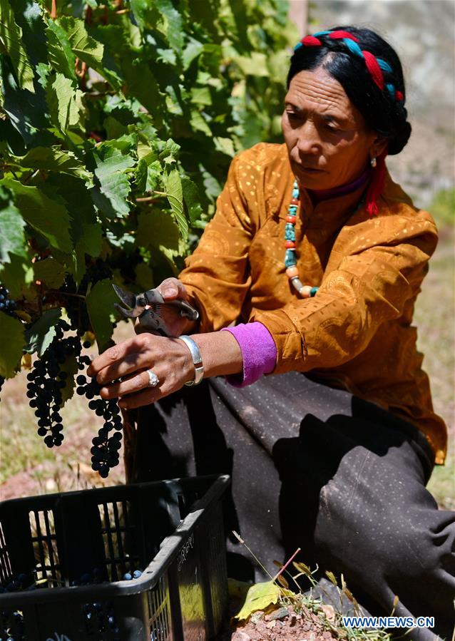 CHINA-TIBET-AGRICULTURE-GRAPE-HARVEST (CN)