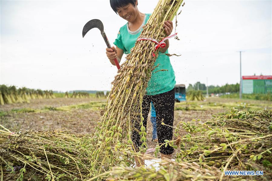 CHINA-HENAN-SESAME-HARVEST (CN)