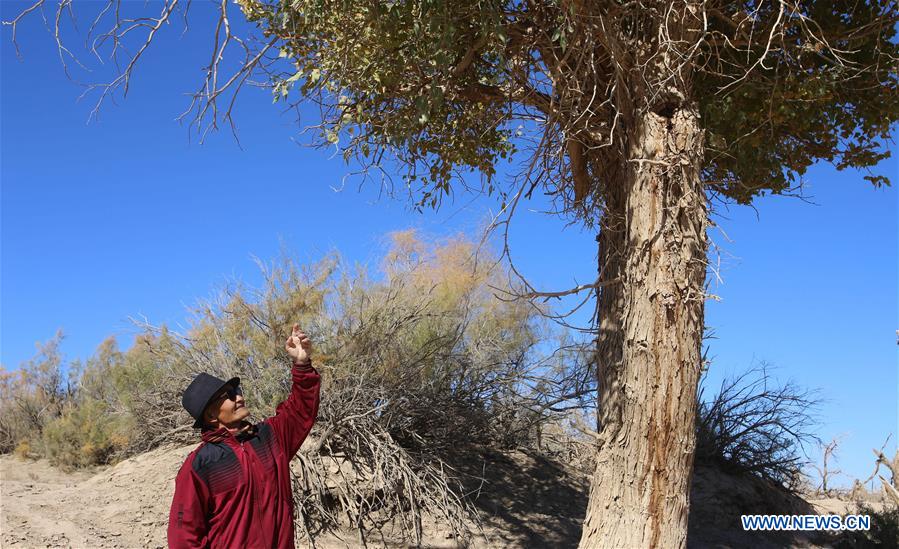 CHINA-INNER MONGOLIA-DESERT POPLAR (CN)