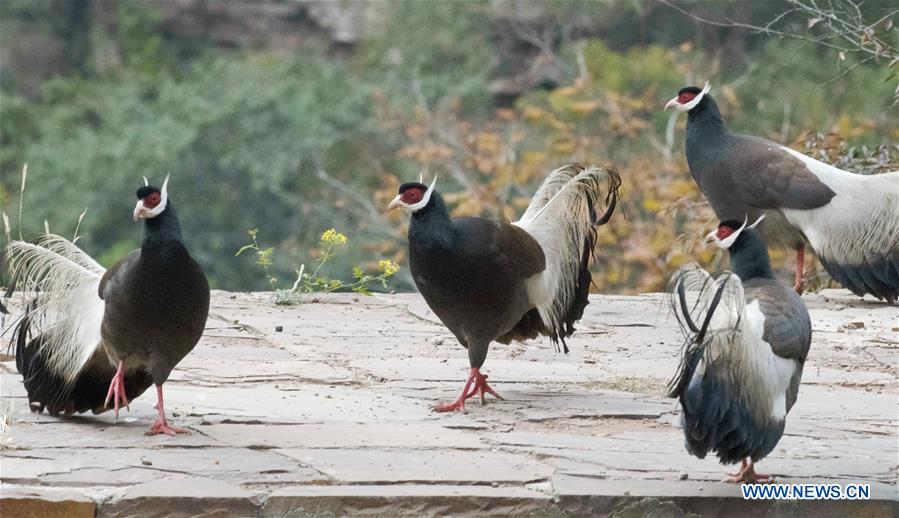 CHINA-SHANXI-JIAOCHENG-BIRD (CN)