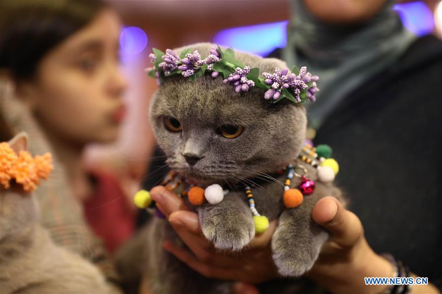 TURKEY-ANKARA-CATS-FESTIVAL