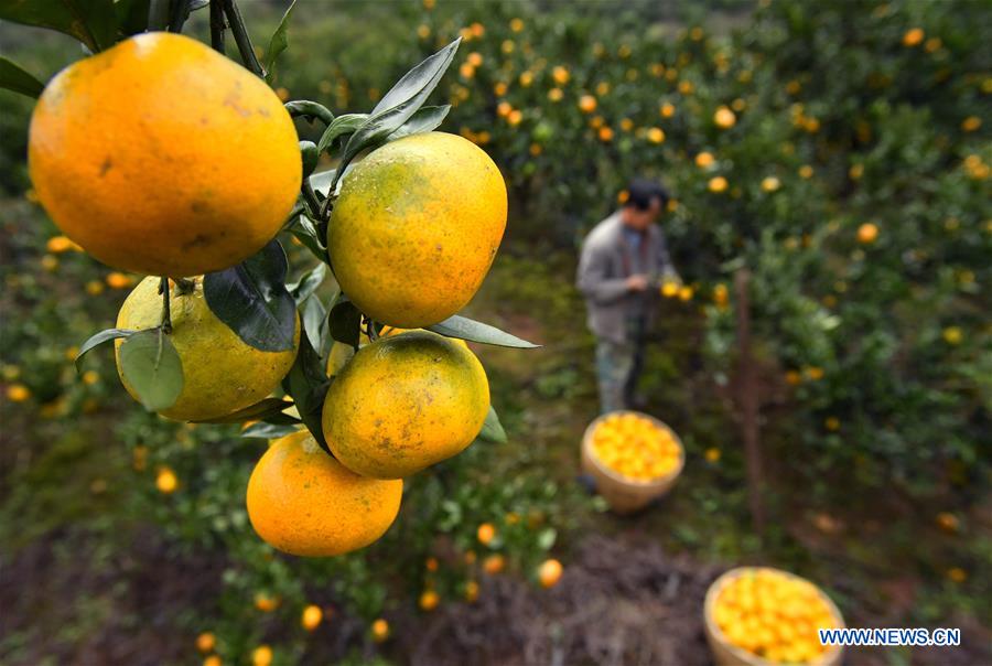 #CHINA-AGRICULTURE-HARVEST (CN)