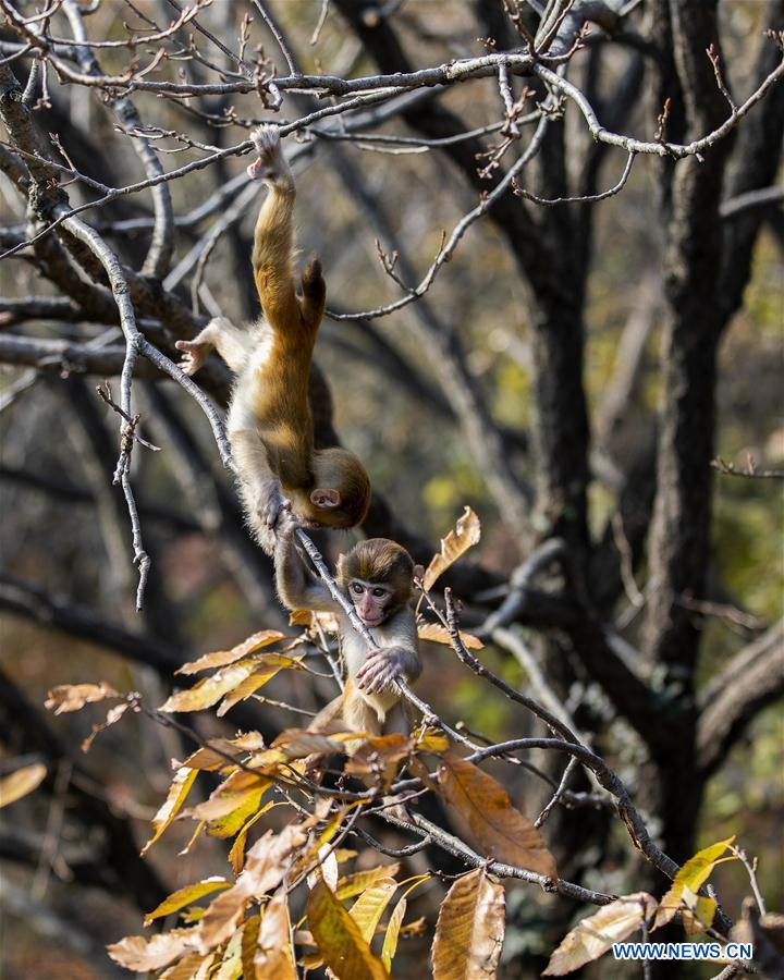 #CHINA-LIANYUNGANG-HUAGUO MOUNTAIN-MONKEY(CN)