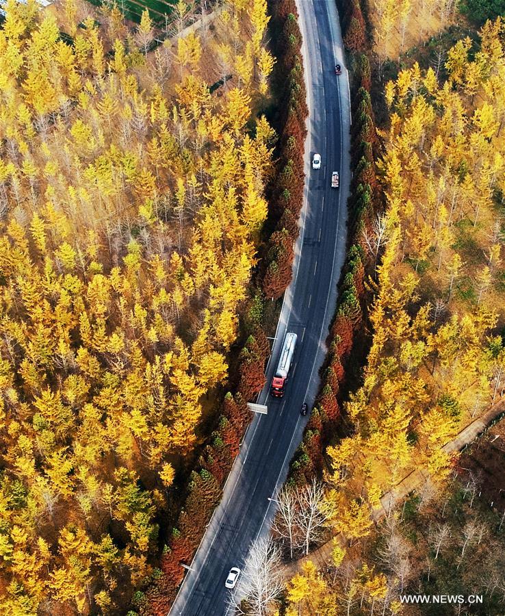 #CHINA-SHANDONG-GINKGO TREES (CN) 