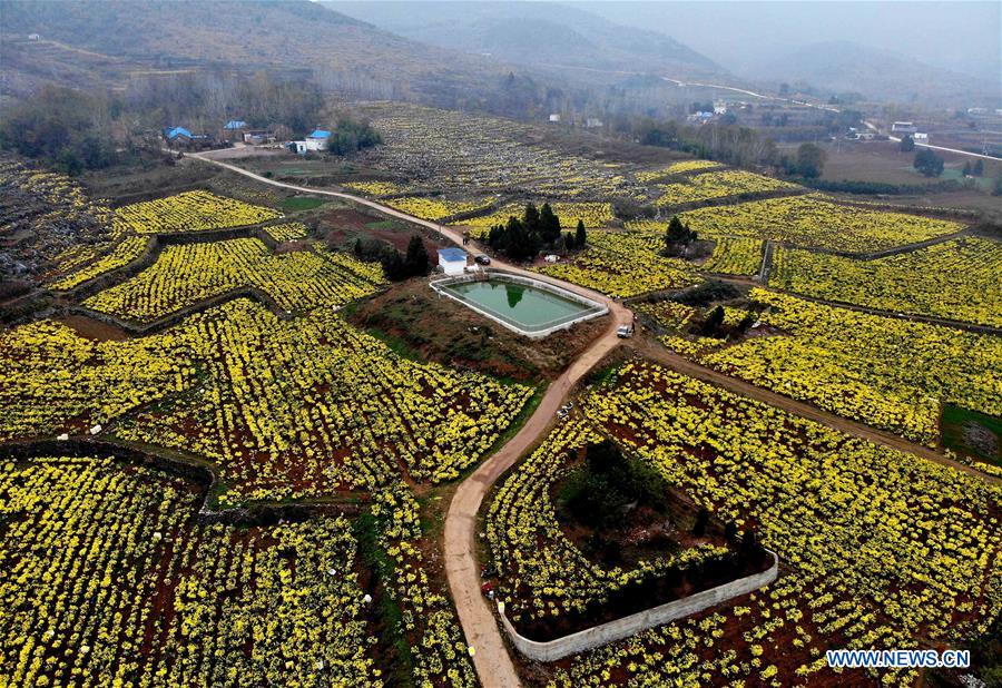 CHINA-HENAN-CHRYSANTHEMUM INDUSTRY (CN) 